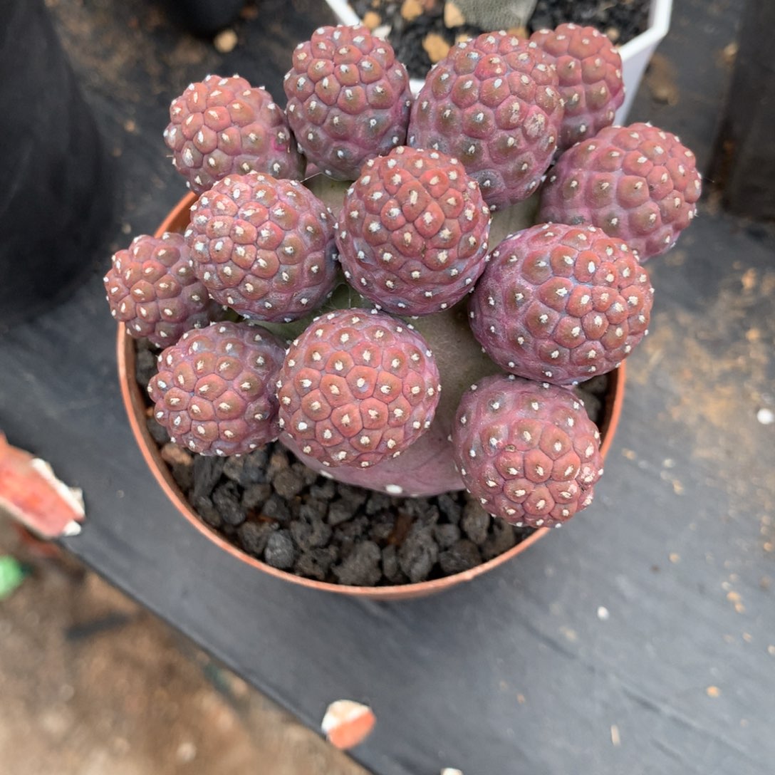 大*姐开播福利仙人球