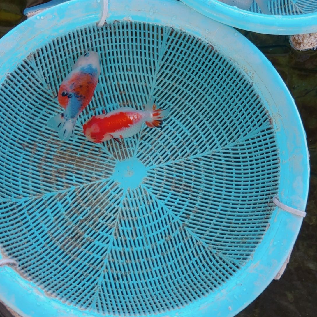沐****海水鱼111111111111