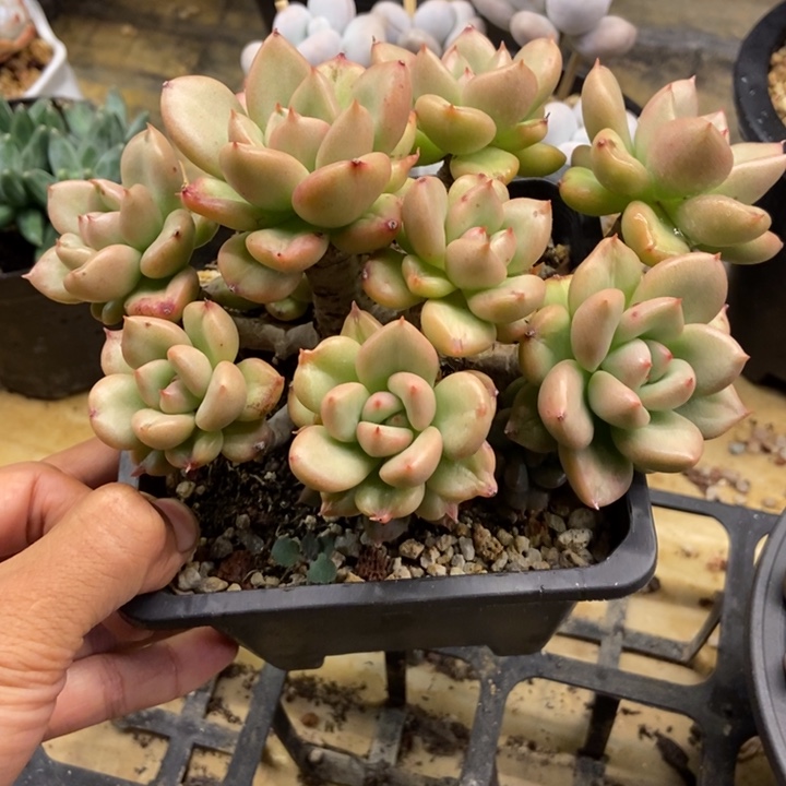 阿****多肉植物一物一拍