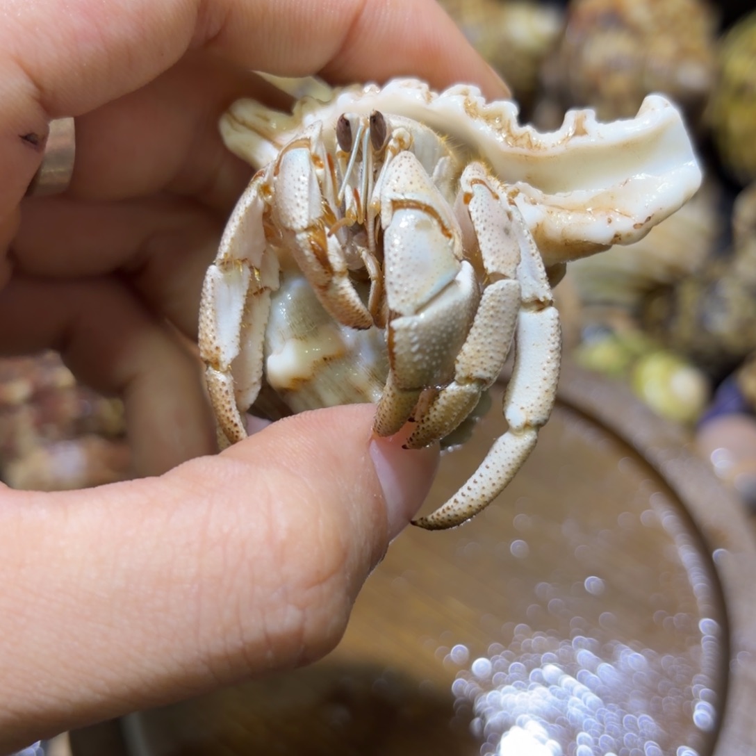 活体寄居蟹 不退不换 24