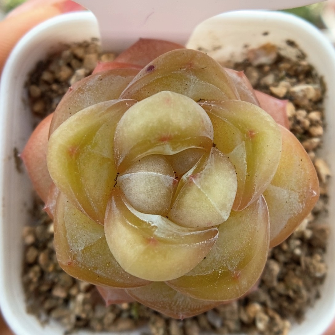 金雀可拍566号。  