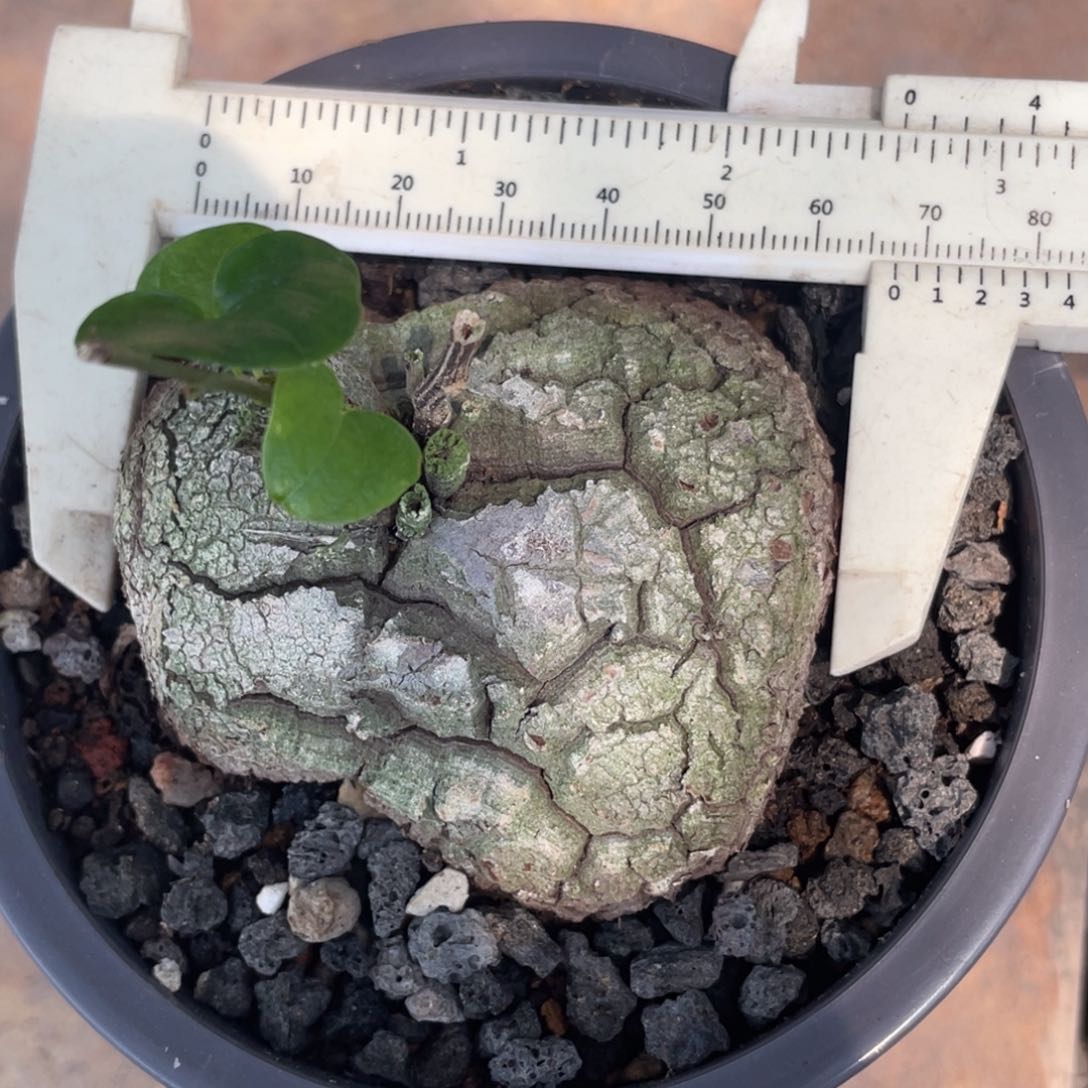 盆栽，龟甲龙6.8公分