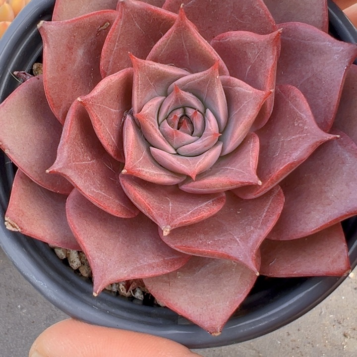 柯西加【一物一拍】两单包邮