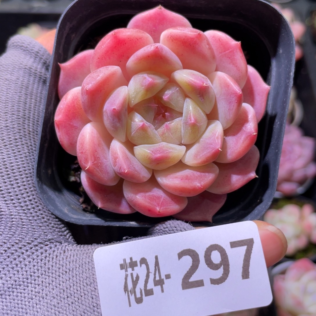 花利美24-297秘境冰魄