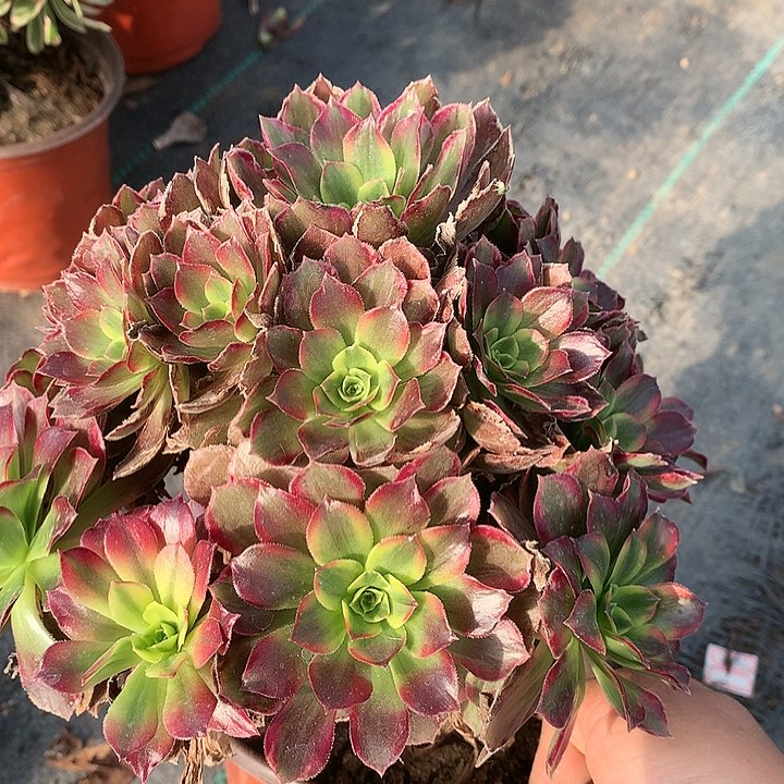 937安娜多肉植物