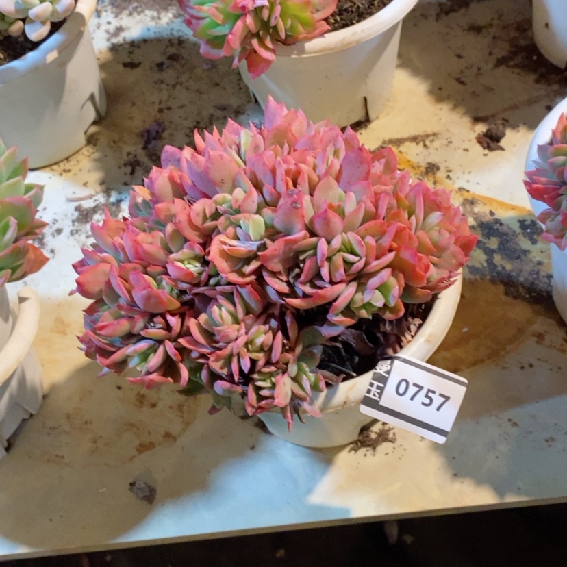 【闪购商品】绮罗缀0757