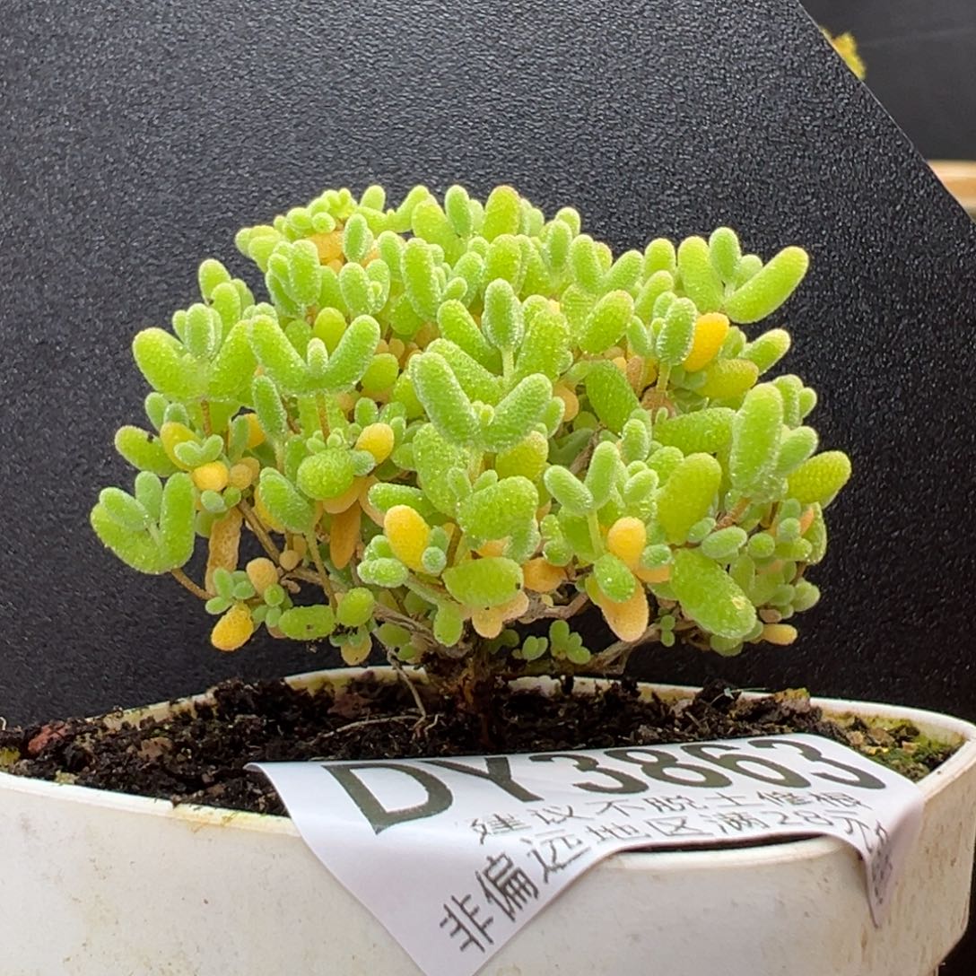 dy3863小可爱蜜橘糖球冠幅5.5cm