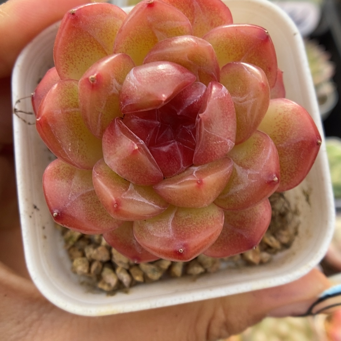 琴心可拍598号。     