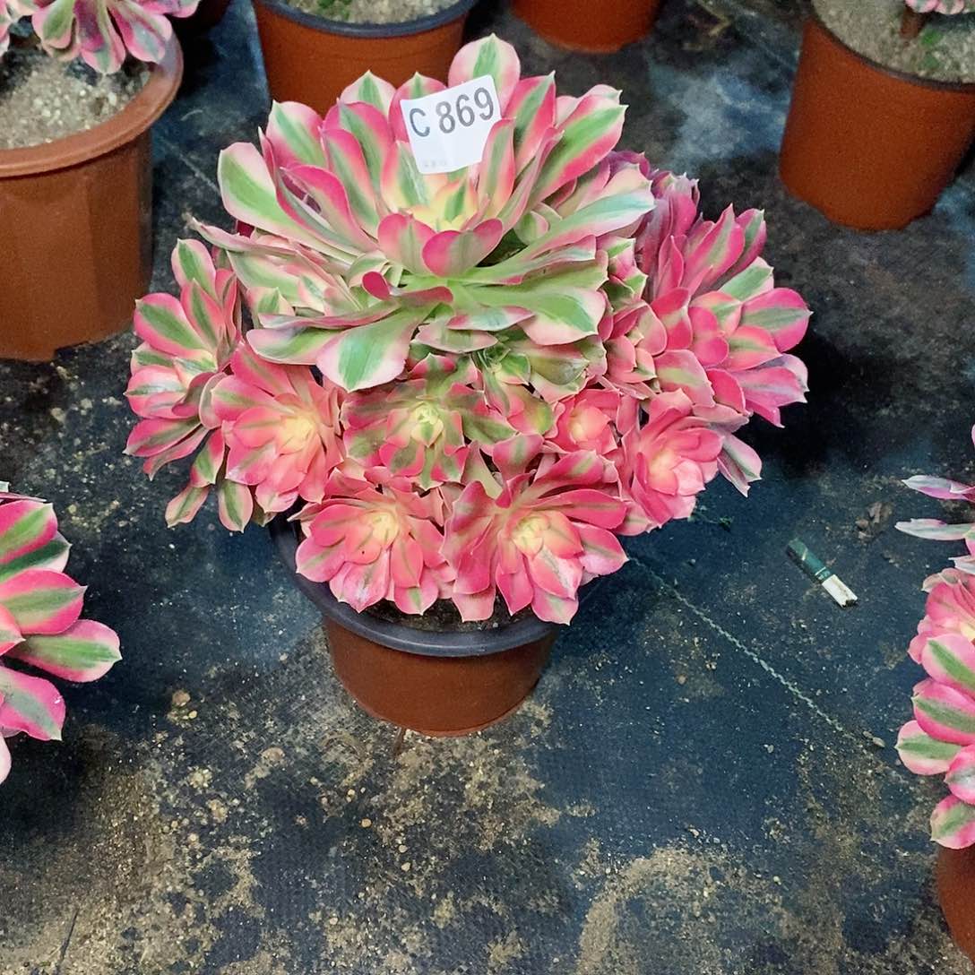 ****柒粉女巫869炖肉111111