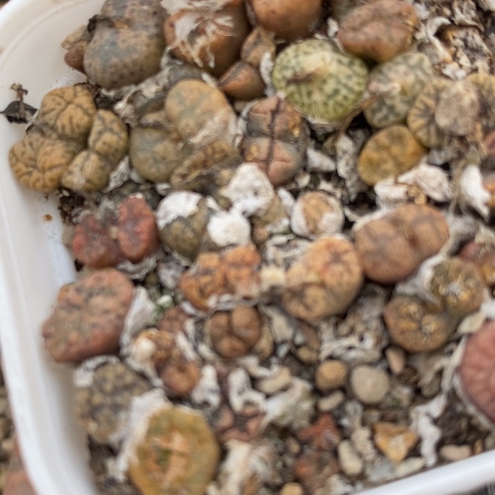 17111勋章一盒一盒