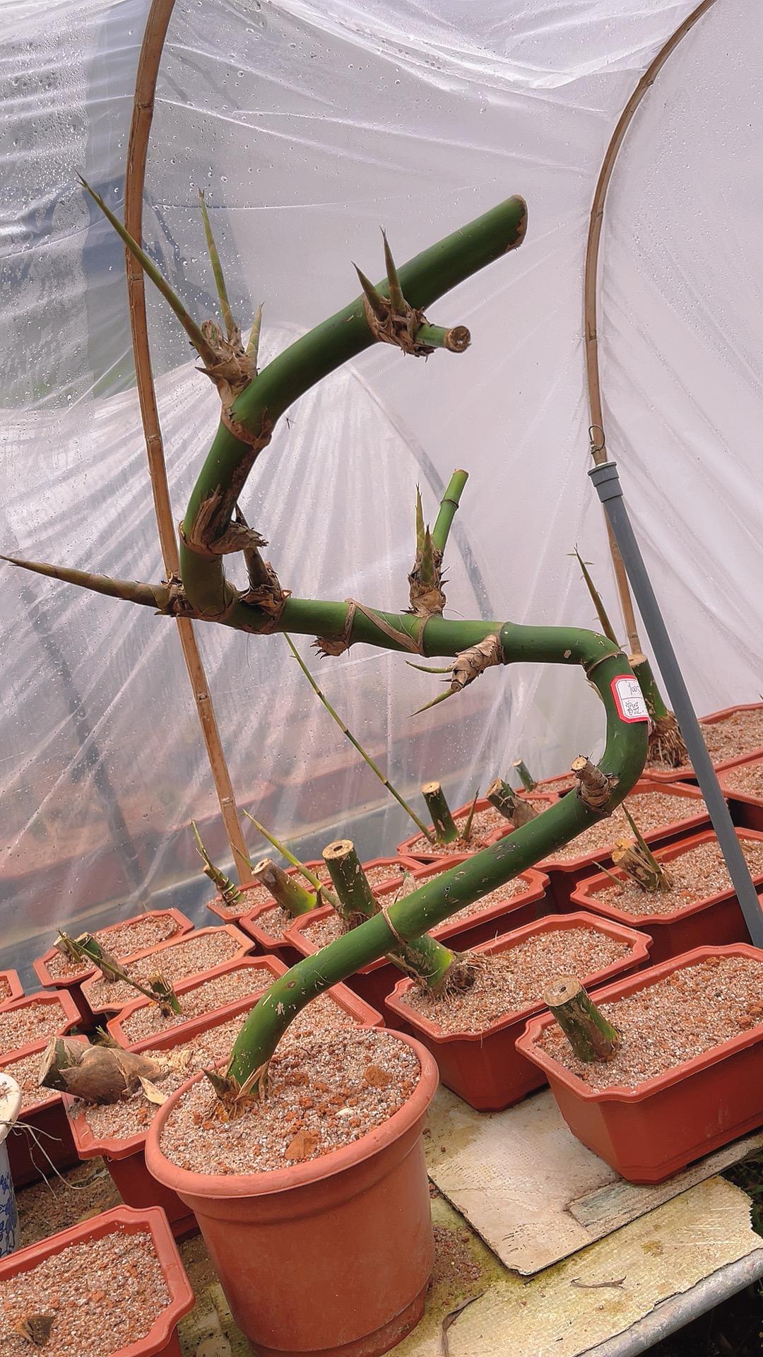 簕竹半熟桩宝塔桩怪桩