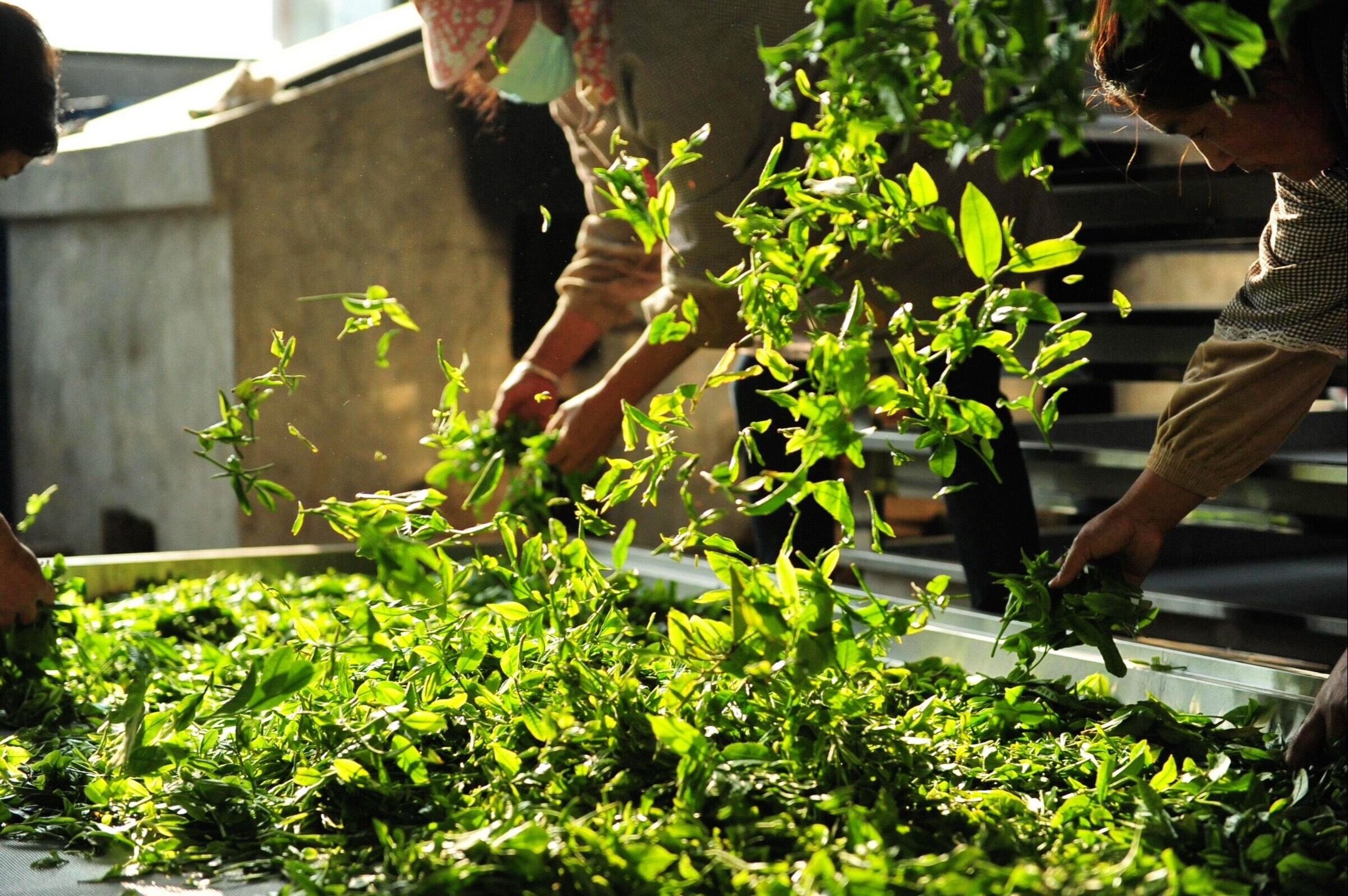 【萱萱好茶】九二方砖普洱茶（生茶）（不支持试喝拆开不退）