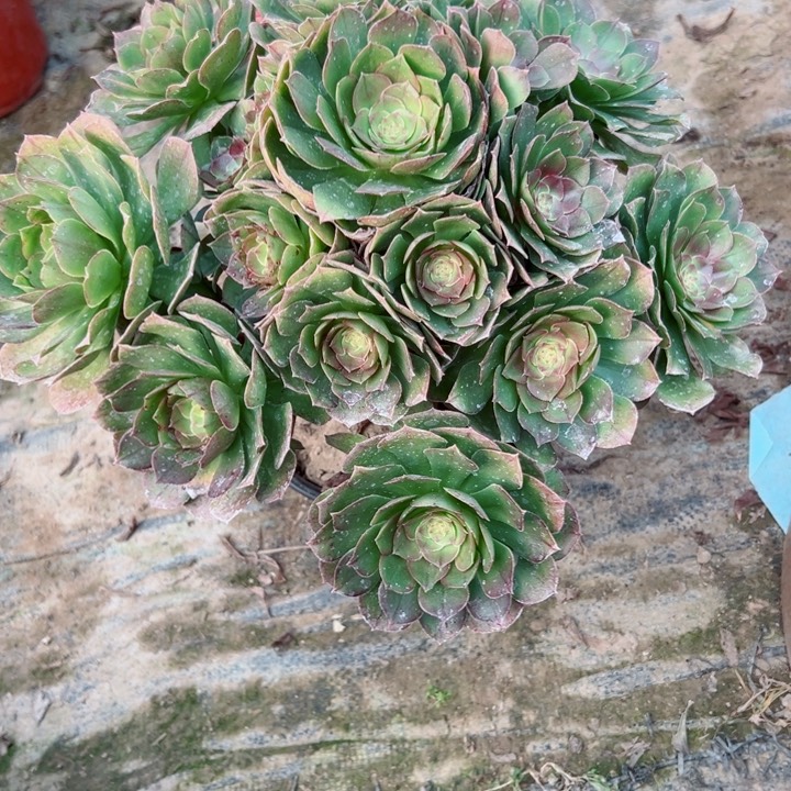 11完圣洁多肉多肉