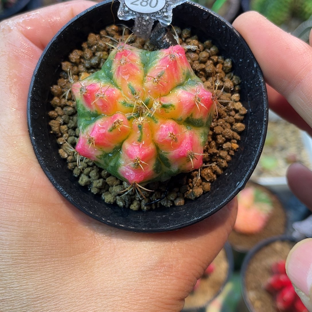 1-280米哈锦4.2厘米