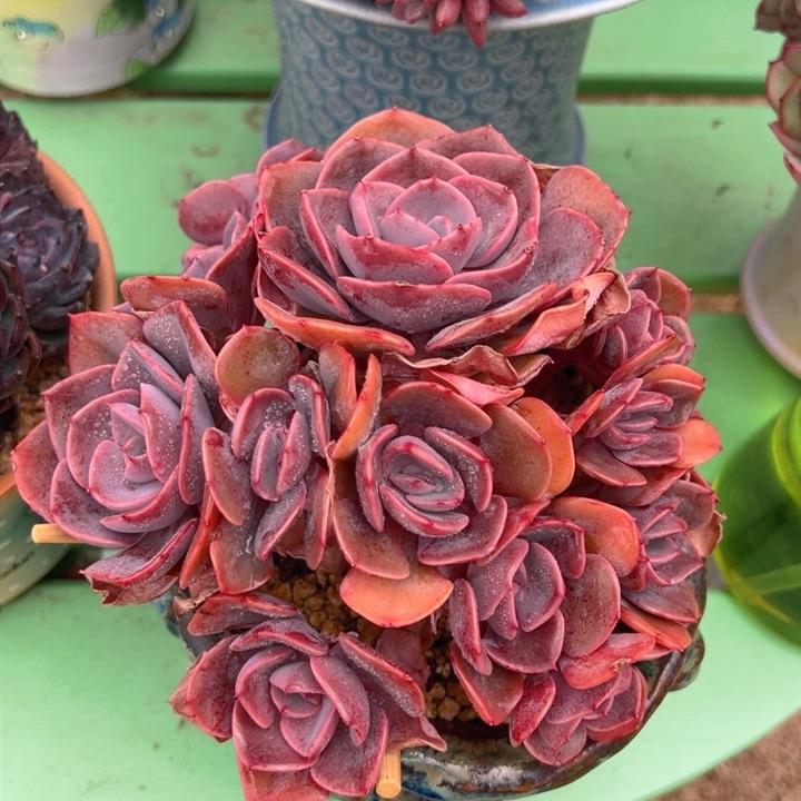 尘埃玫瑰 17公分 不带盆