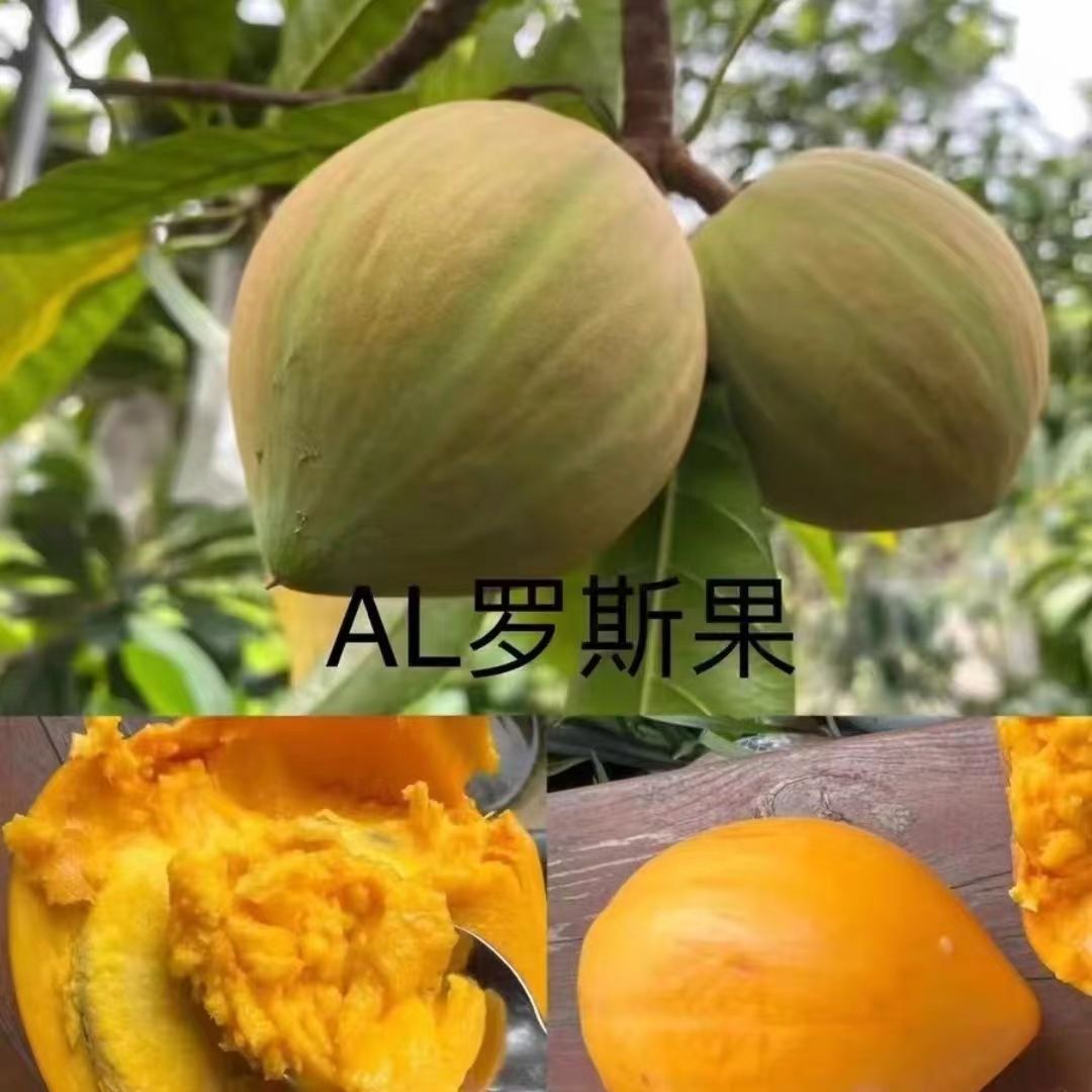正宗AL罗斯果苗嫁接苗果树庭院地栽盆栽葫芦枣树苗