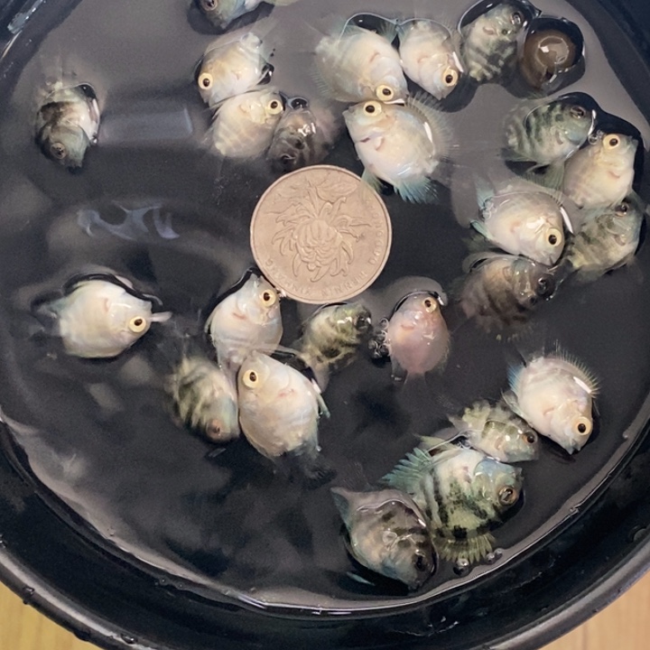 鹦鹉鱼一组四色十条包邮
