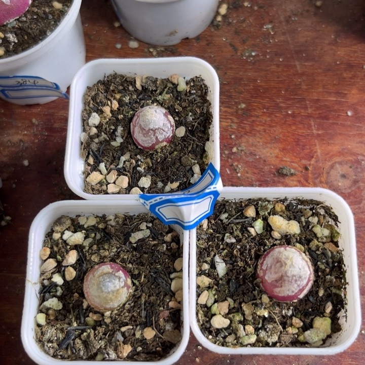 108 灯泡三颗一组