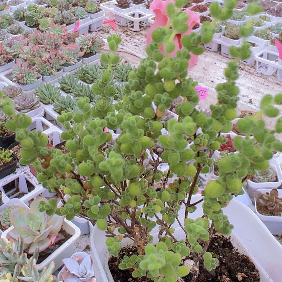 莱斯枝干19包邮多肉植物