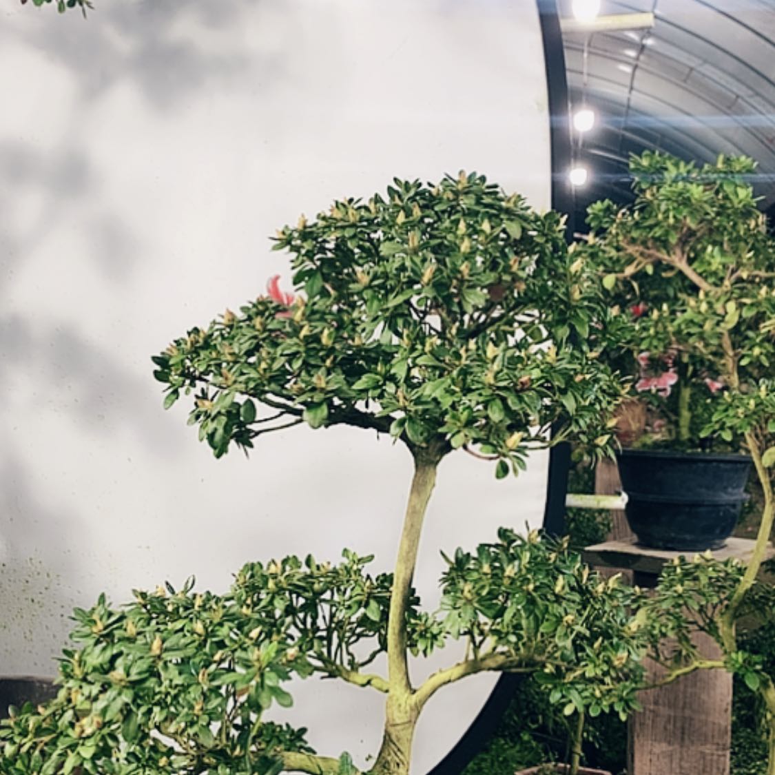 【闪购商品】完全开放浪**涯