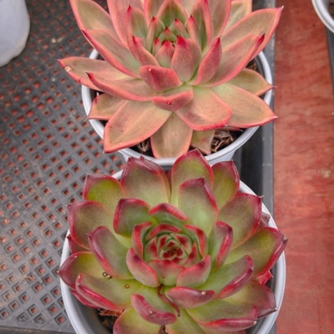 精品多肉超弗唐卡两个