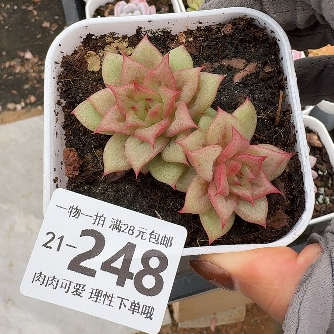 林肯无盆土发货无