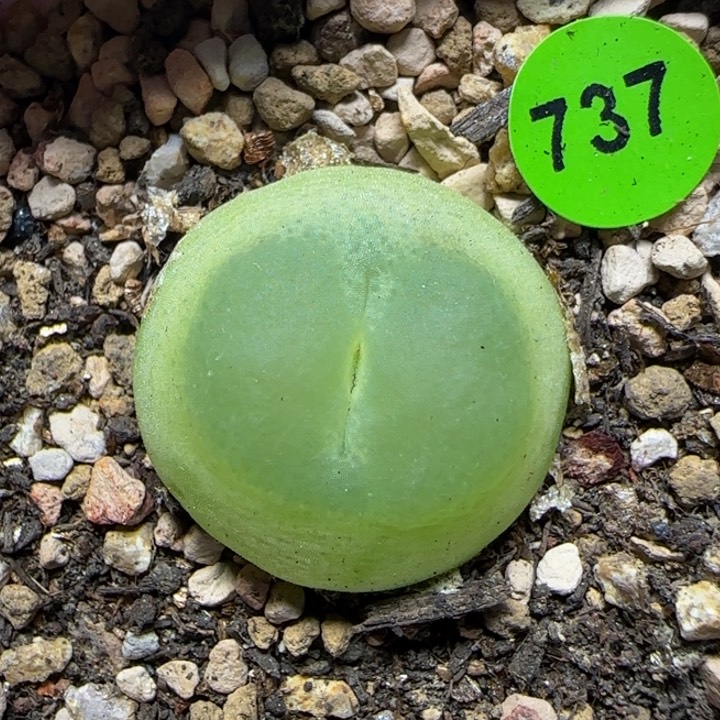 拉登2+多肉植物737