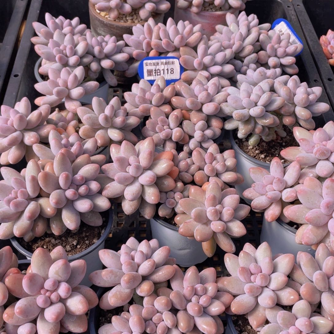 量拍118号 汤圆大群生一个