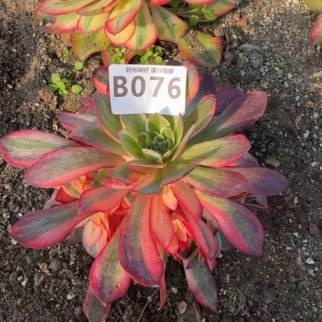 076黑魔锦多肉植物