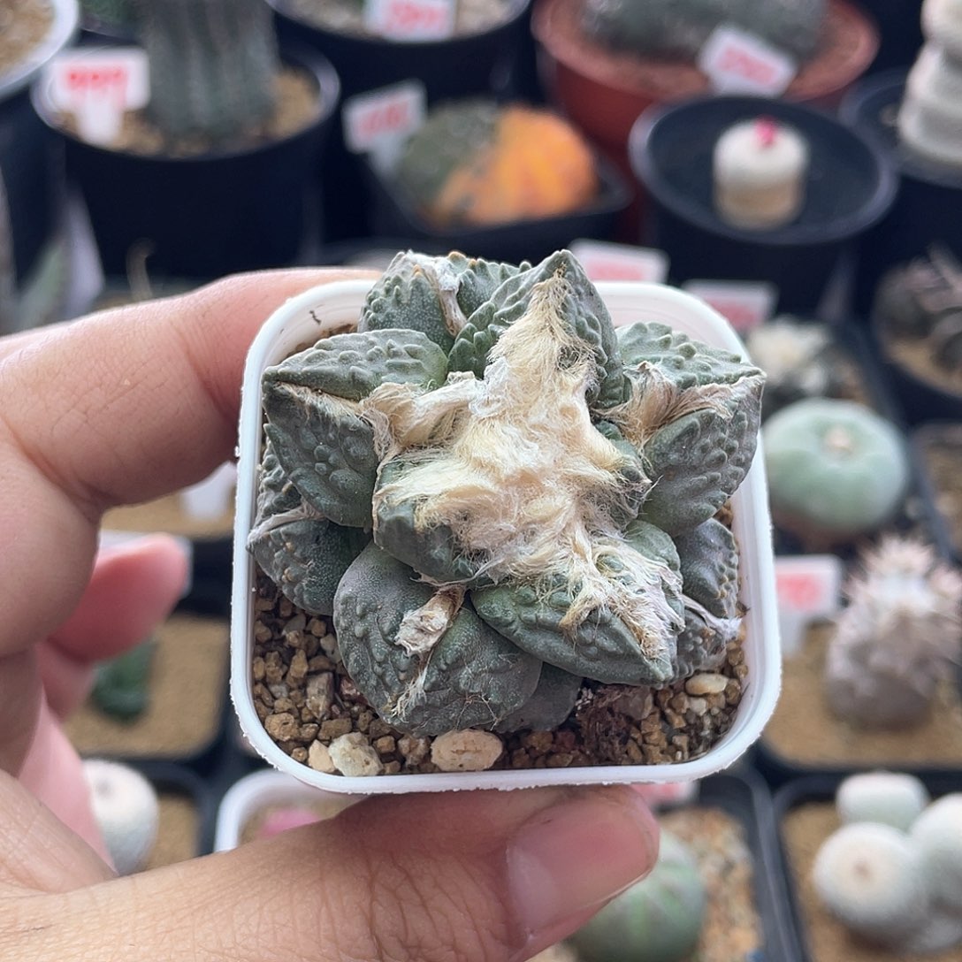 龟甲角尤哥斯拉菜花牡丹仙人球