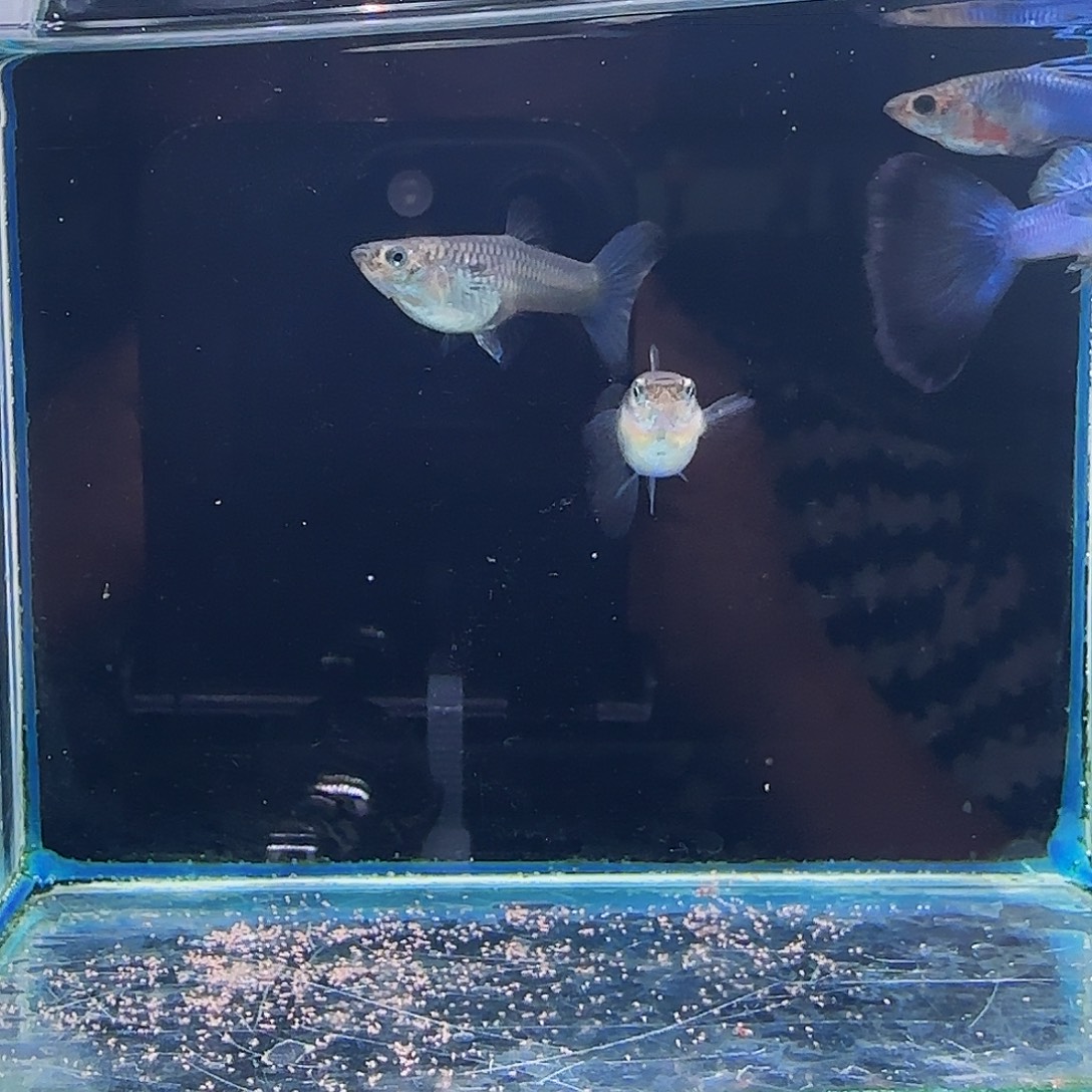 孔雀鱼辛加蓝蓝尾2对