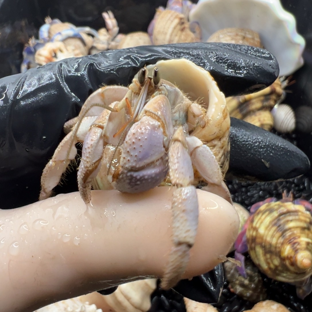 灰粉紫里拉1.8口 