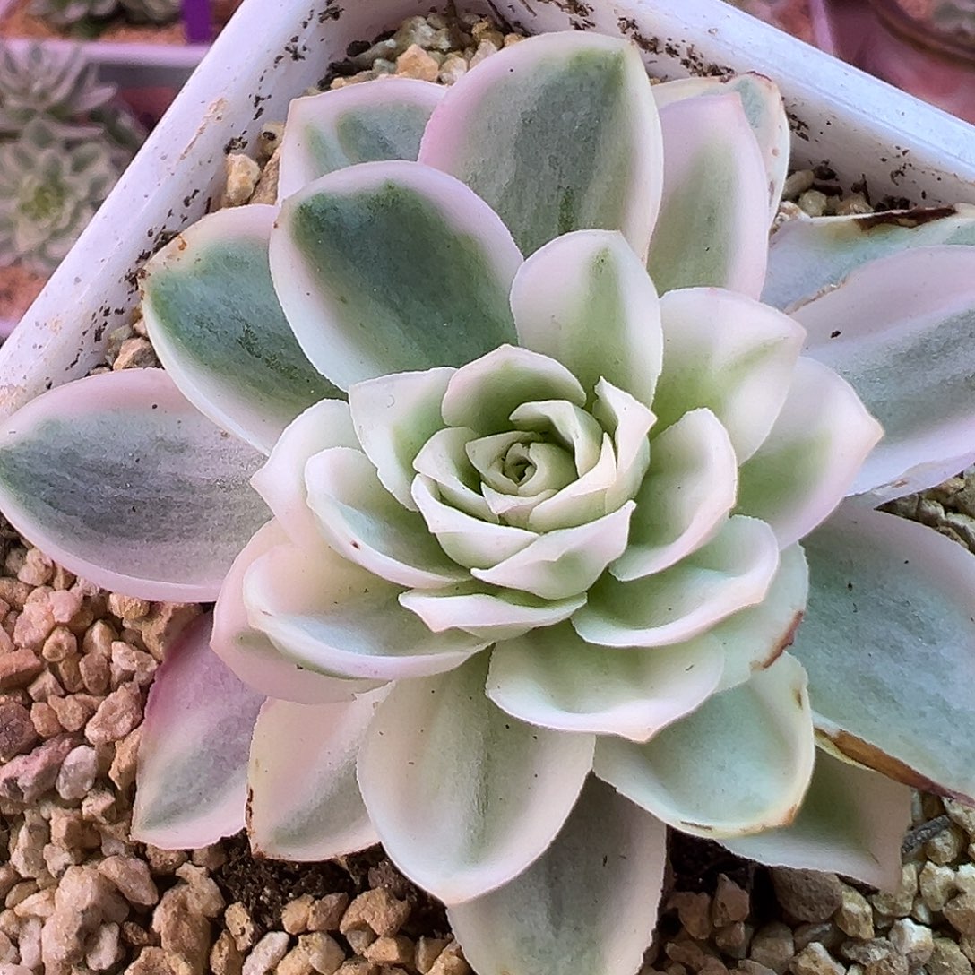 山地玫瑰锦秋夕1289号