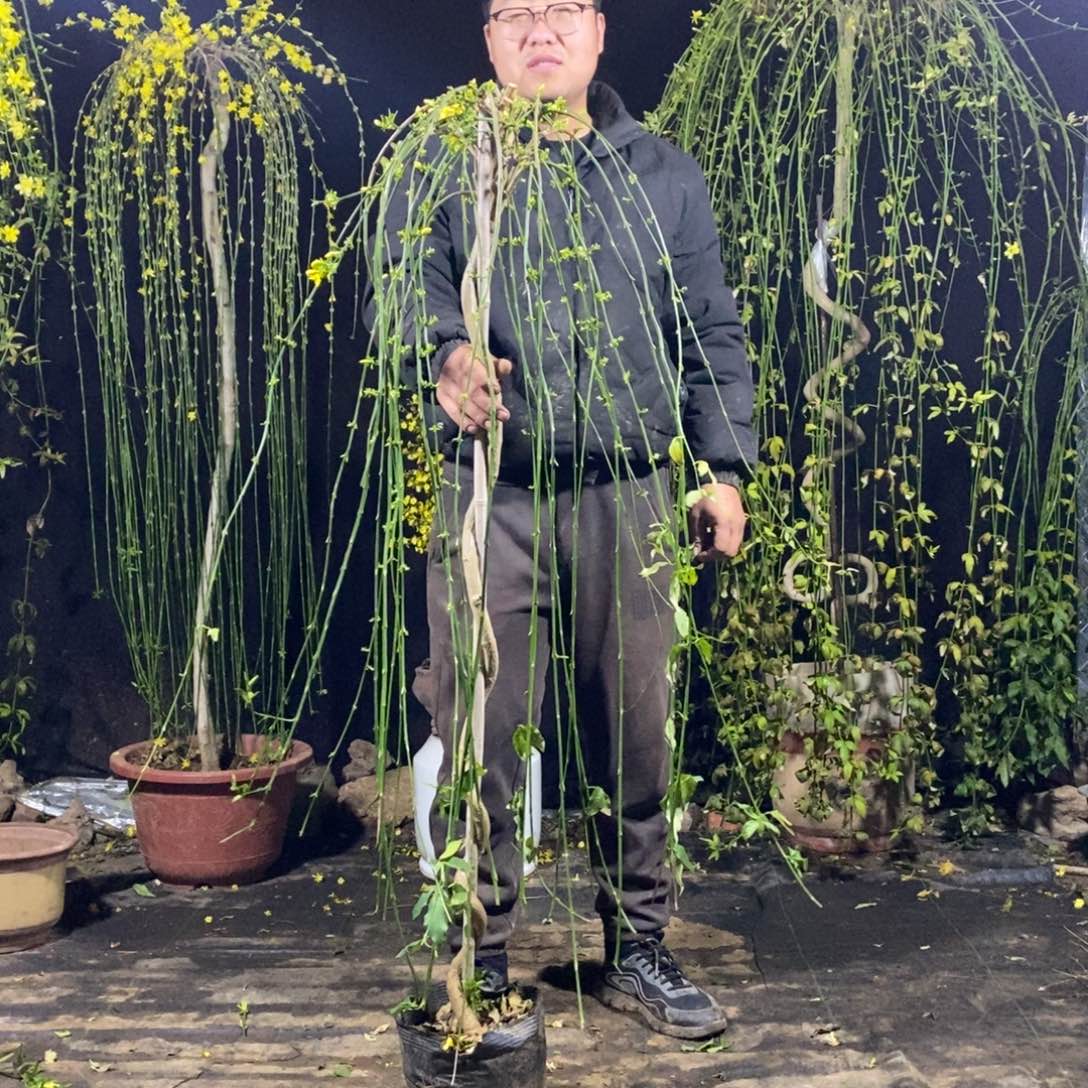 探春花，一物一拍