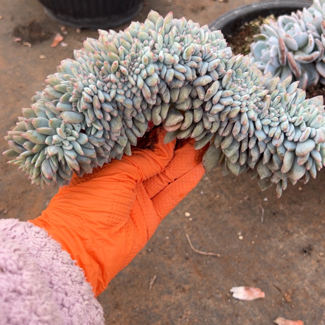 朵朵缀以朵开27朵