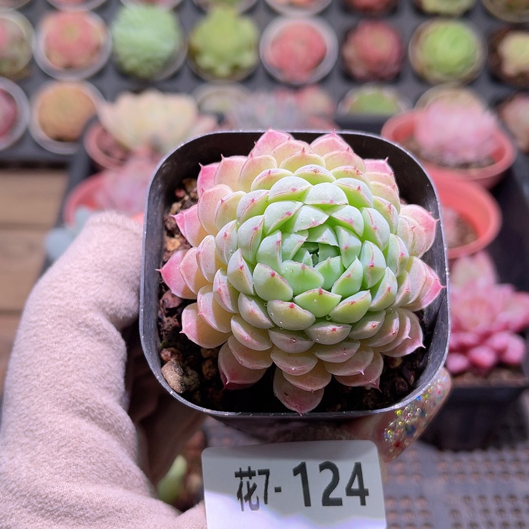 花利美7-124羊脂球