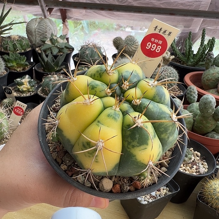 实生带崽良宽锦8.1cm