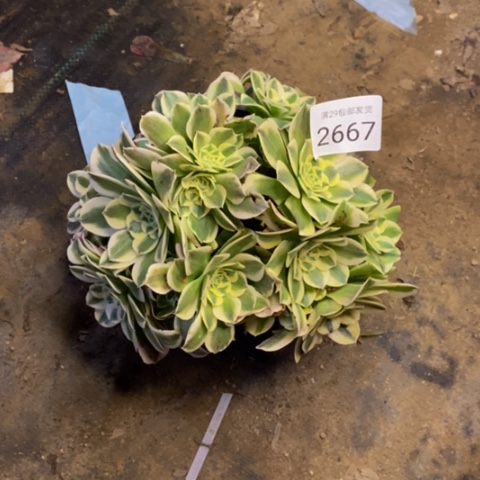 绿豆沙多肉植物2667