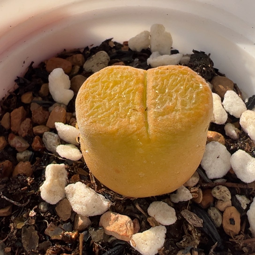 771多肉植物百科