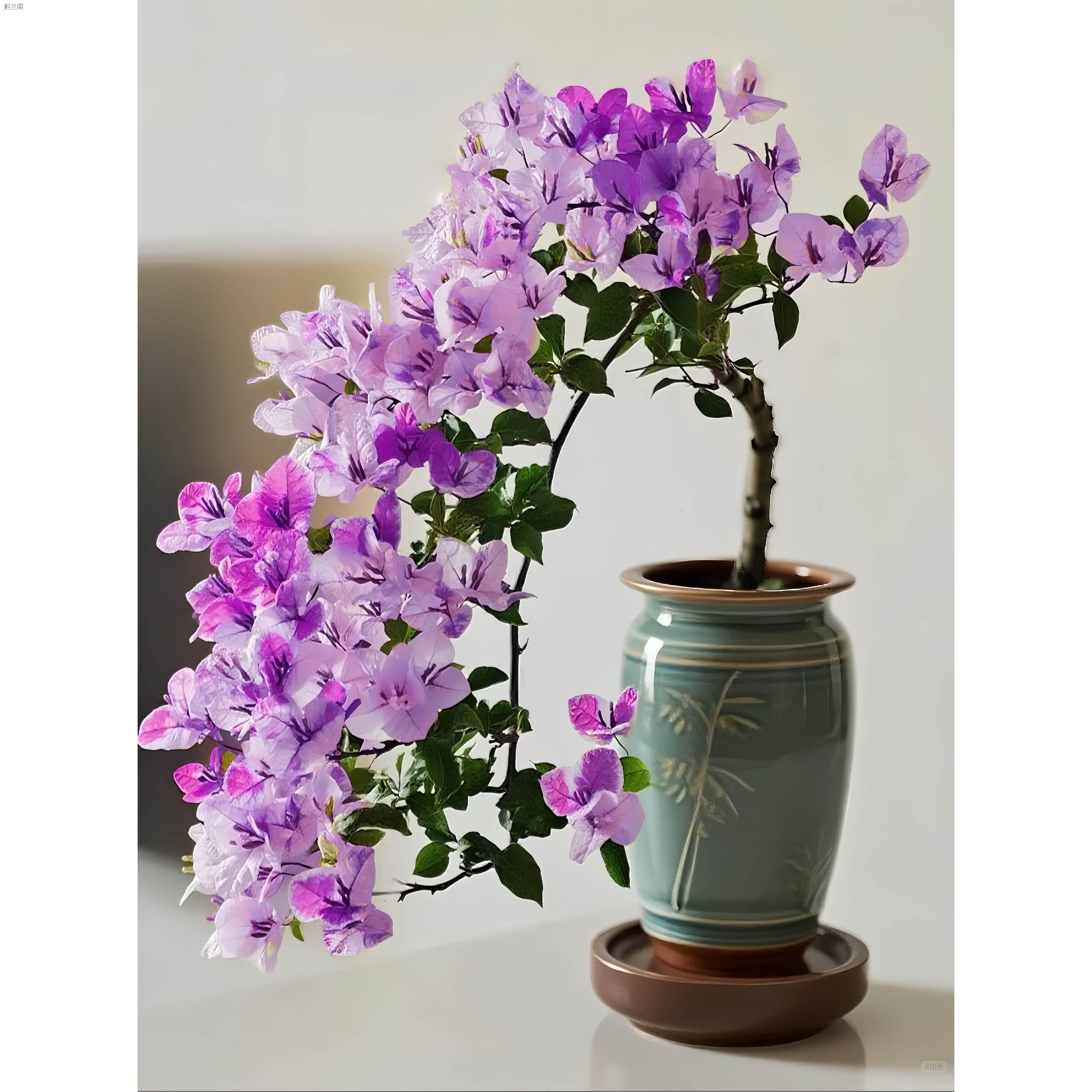 稀有三角梅紫燕（渐变紫品种苗）花卉绿植盆栽勤花好养带土带根带叶