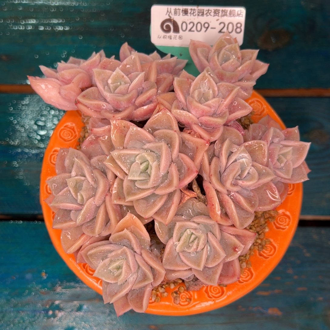 从前慢多肉精选编号0209.208