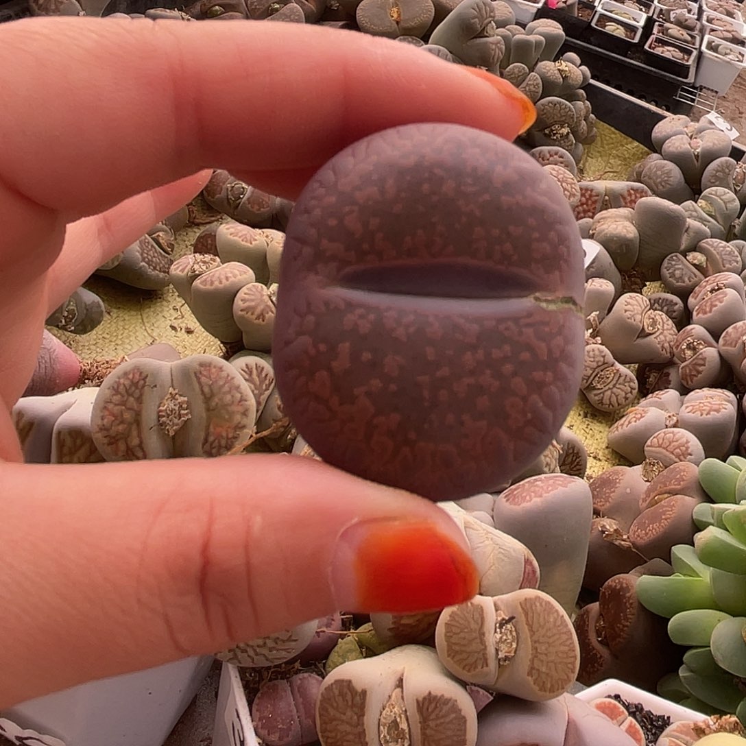 生石花一颗352000