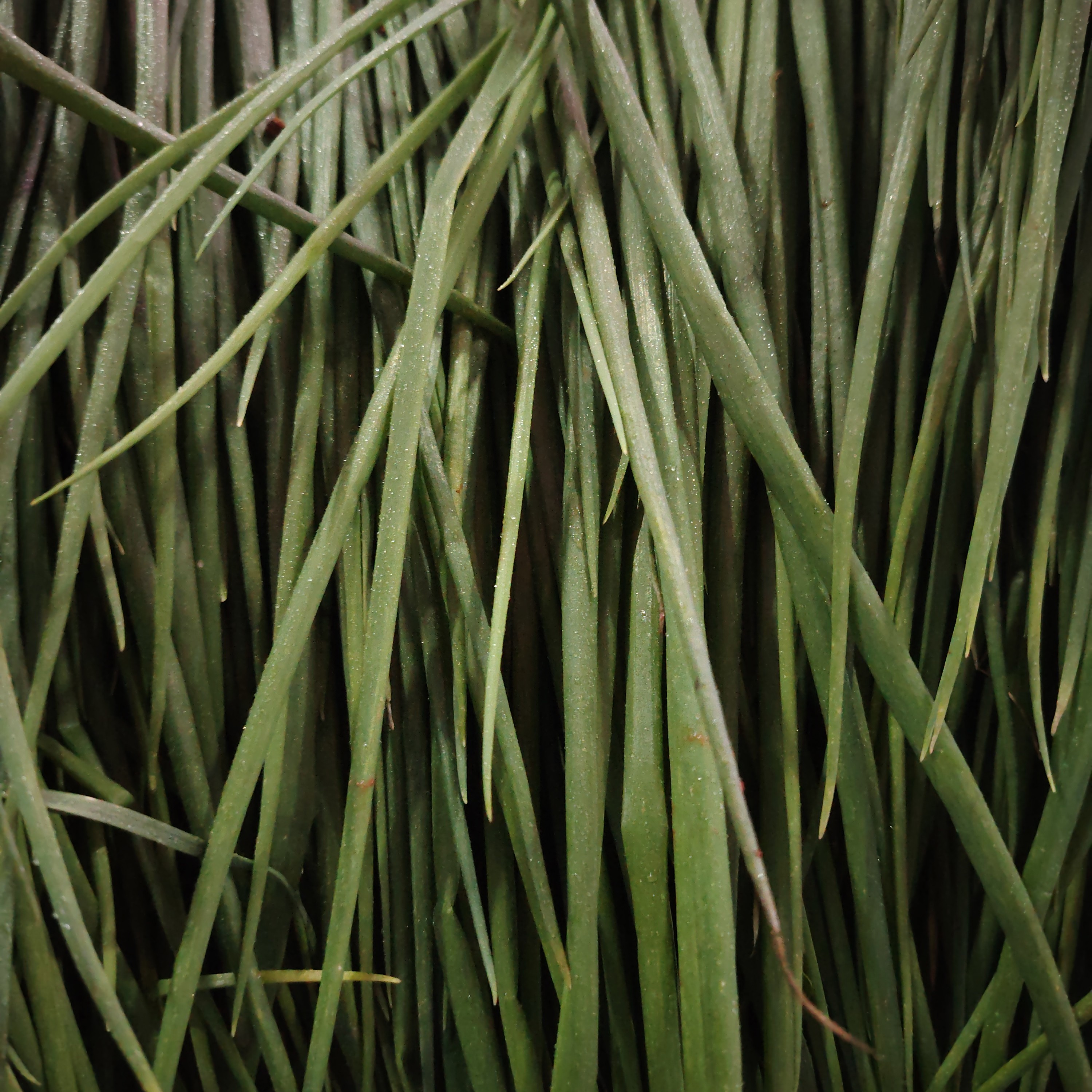 福利小葱 佐料约 50 克/1 份