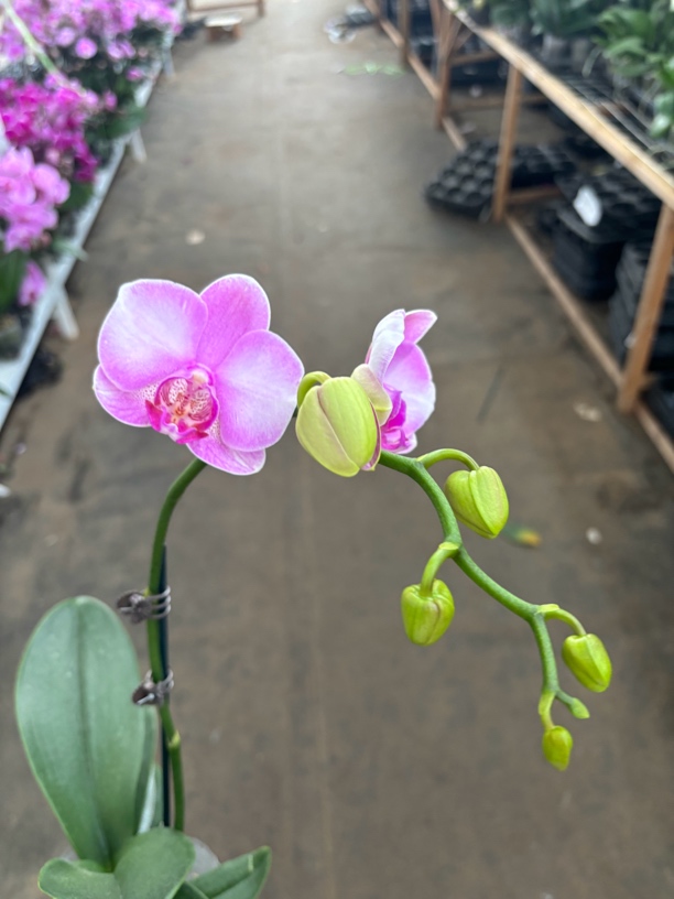 蝴蝶兰———(CH1563)开花发货（全场两颗包邮只拍一颗发花后苗）