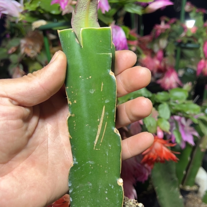 节日狂欢嫁接单片小破苗一颗46.8