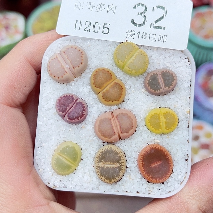 多肉植物生石花5-32