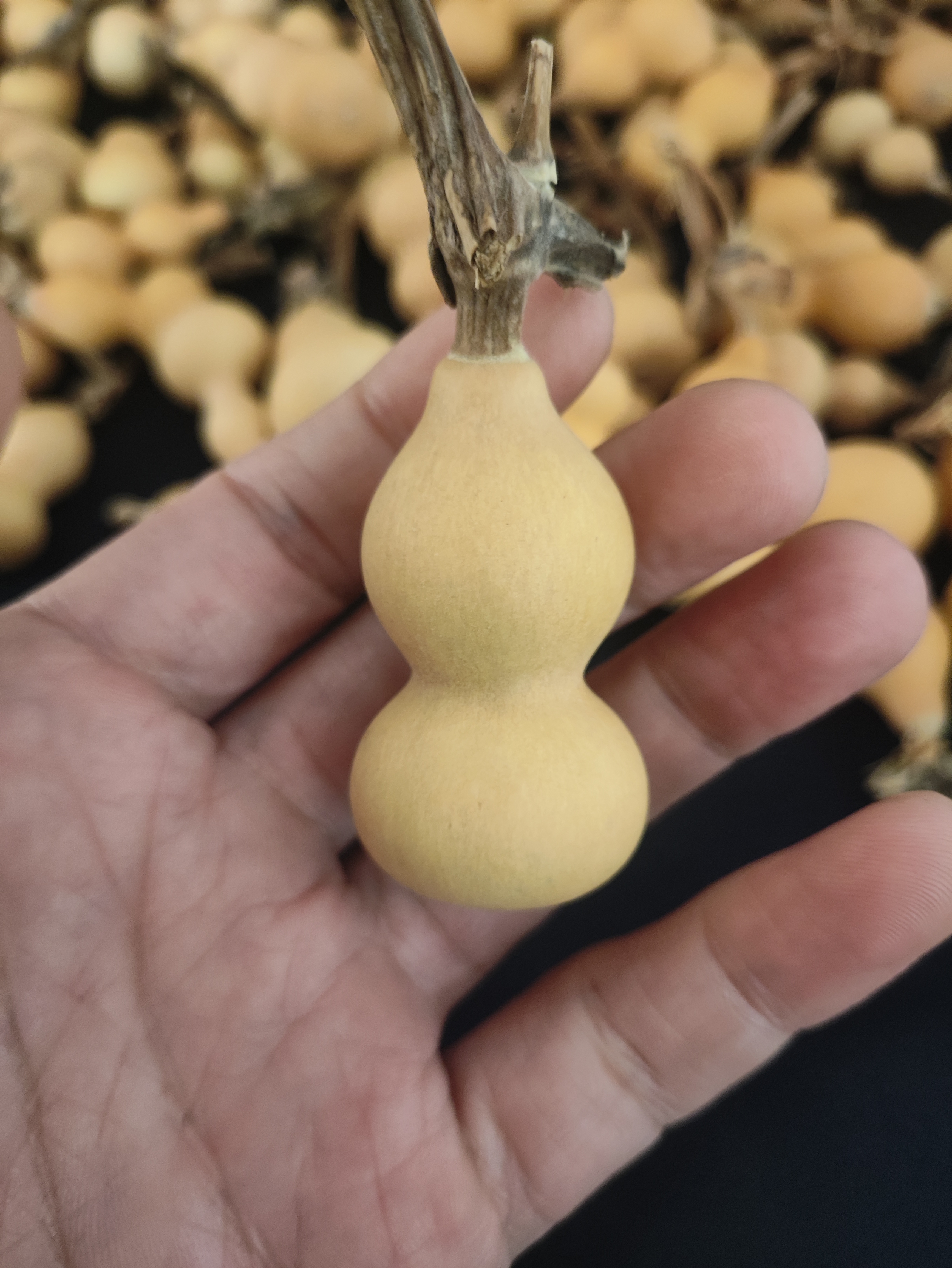 手捻葫芦直播专用连接     