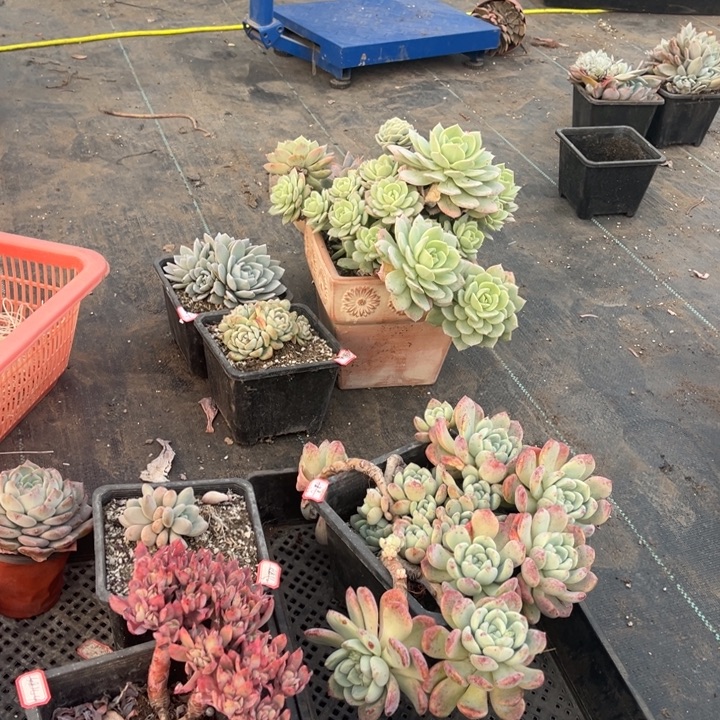 ****࿐柠萌玫瑰一颗180盆小群