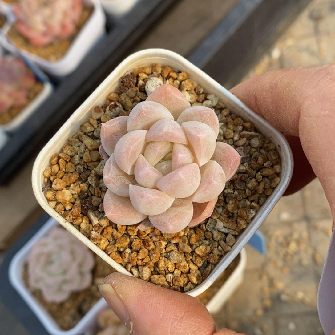 精品多肉一物一拍不包整177