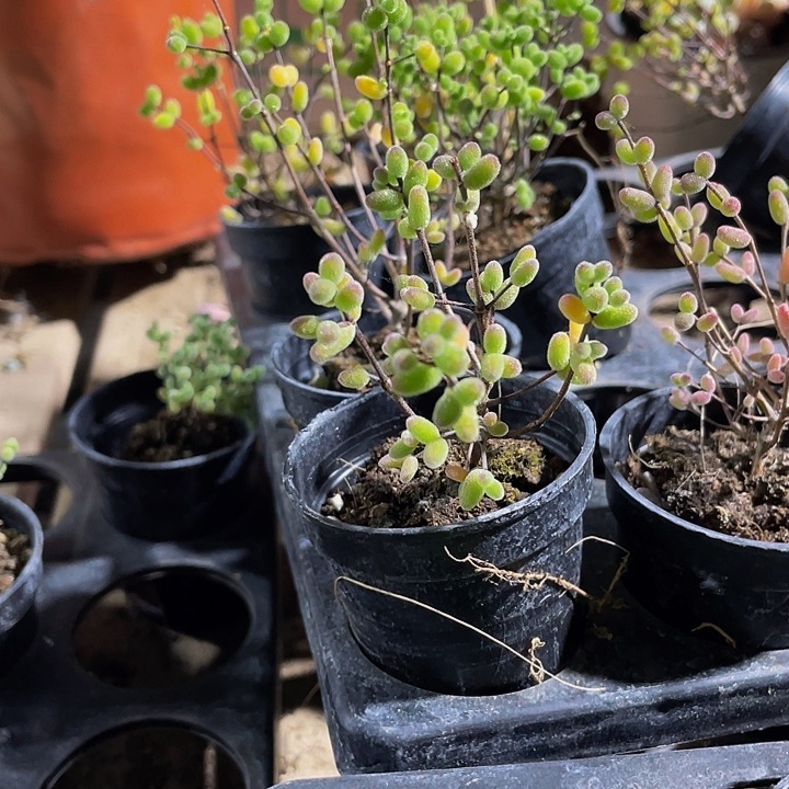 紫彩糖球2.8带盆土